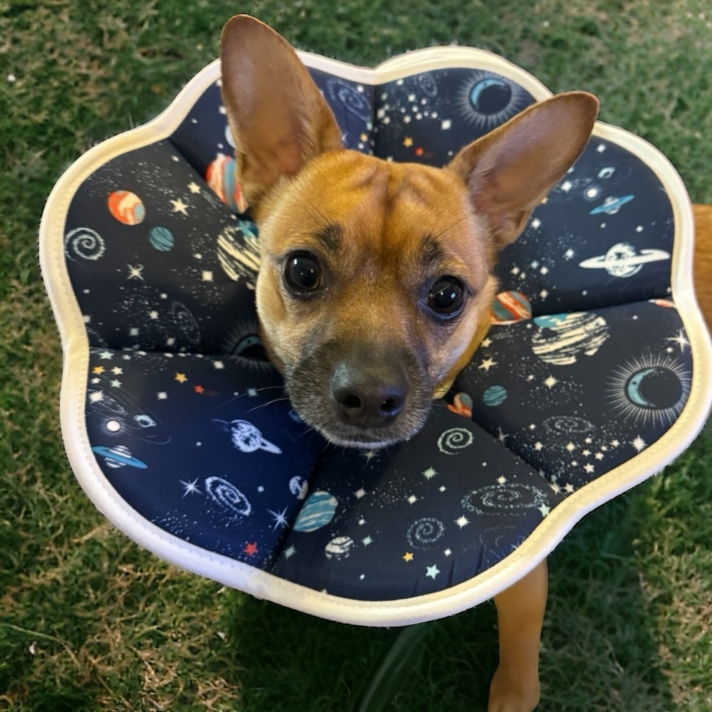 New Elizabethan Soft Dog Collar with Velcro Close - Galactic Design, Small, NWOT - Picture 7 of 7